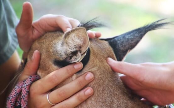 Animal Hair Care