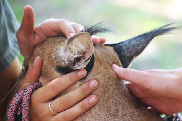 Animal Hair Care